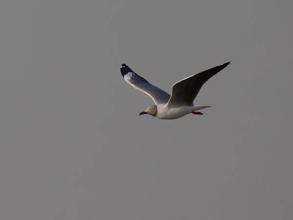 <h3><a href="/trips/gambia/biota/animalia/chordata/aves/024 charadriiformes/017 laridae/chroicocephalus cirrocephalus/chroicocephalus cirrocephalus-nl.html">Chroicocephalus&nbsp;cirrocephalus</a> / Grey‑headed&nbsp;gull / Grijskopmeeuw</h3>OM-1 Mark II met OLYMPUS M.150-400mm F4.5, 1/2000 sec  bij F4.5, ISO 250, afstand 83.2&nbsp;m